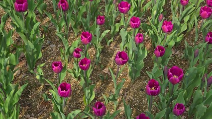 Field of vibrant purple tulips blooming in spring, with fresh green leaves and earthy soil, ideal for seasonal backgrounds, gardening inspirations, and floral nature themes.