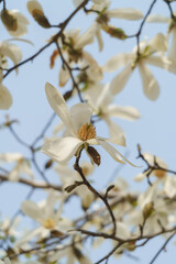 春に咲くコブシの花