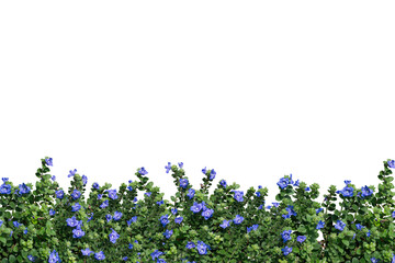 Purple flower frame isolated