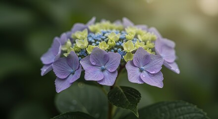 Hydrangea Flower Close Up Nature