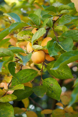 Ripe persimmon hangs in clusters on the green branches of a tree in the garden