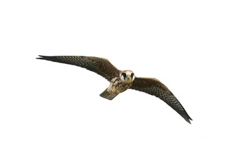 Red-footed falcon (Falco vespertinus)