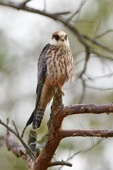 Red-footed falcon (Falco vespertinus)