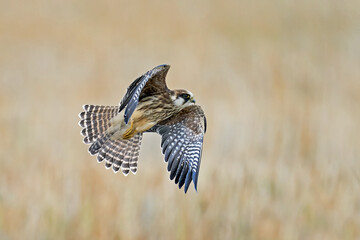 Red-footed falcon (Falco vespertinus)