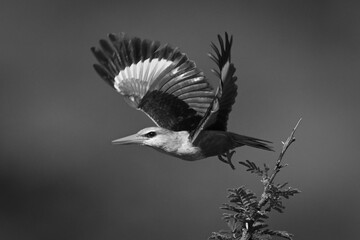 Mono grey-headed kingfisher taking off from branch