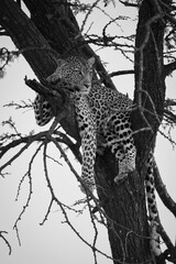 Mono leopard lies looking out from tree © Nick Dale