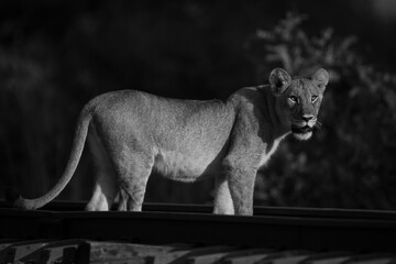 Mono lion cub on railway turning head