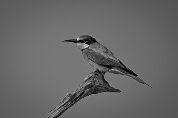 Mono European bee-eater on stump against sky