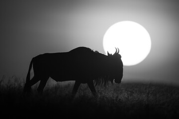 Mono wildebeest walks at dawn along horizon