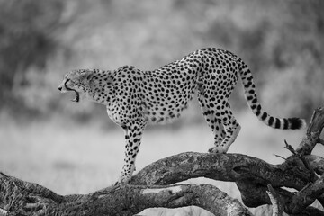 Mono cheetah stands yawning on dead log