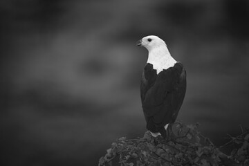 Mono African fish eagle turns atop bush
