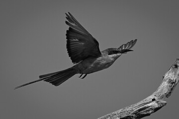Mono carmine bee-eater spreads wings near stump
