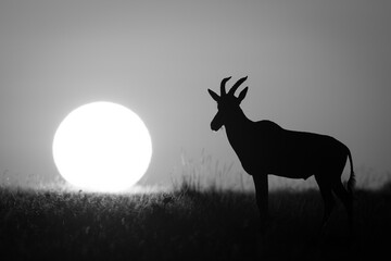 Mono topi stands in silhouette near sun