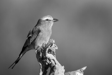 Mono lilac-breasted roller with catchlight on stump