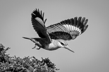 Mono grey-headed kingfisher passes bush spreading wings