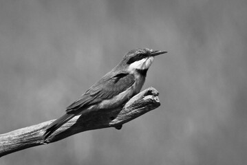Mono little bee-eater on branch in profile