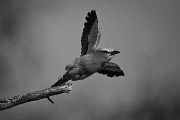 Mono lilac-breasted roller takes off from tree
