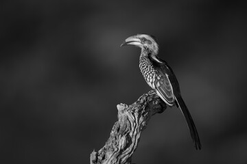 Mono yellow-billed hornbill with catchlight on log