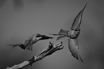 Mono carmine bee-eater chases another off branch