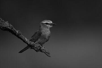 Mono lilac-breasted roller on branch in profile