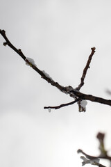 branches of a tree in winter