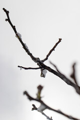 dead tree branches against blue sky