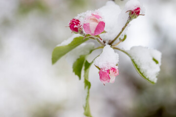 unseasonal snow on fruit tree blossoms, macro photo