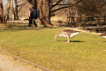 Grasende Gans