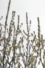 Snowy tree branches, against the sky
