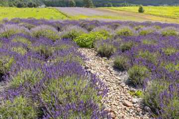 Naklejka premium Podlasie lavender fields Dworzysk, Poland.