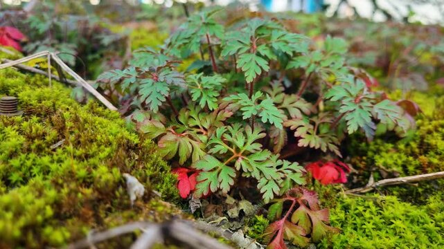 Macro shot of Herb-Robert and delicate light green moss, highlighting the vibrant colors and intricate beauty of nature