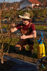 Male gardener with pruning shears working in a blueberries organic farm.