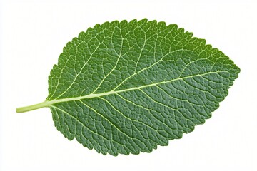 Fototapeta premium Single Green Leaf Detailed Close Up Isolated on White Background Botanical Nature