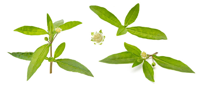 Eclipta prostrata or false daisy used for hair washing or medicinal.