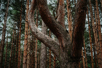 Troncos de pinos en bosque denso.