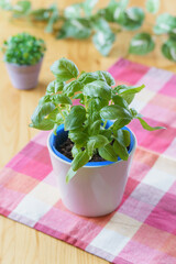 スイートバジルを室内で育てる