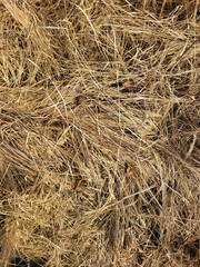 Dry grass texture with tangled yellow and brown strands. Natural surface background with rustic and organic look.
