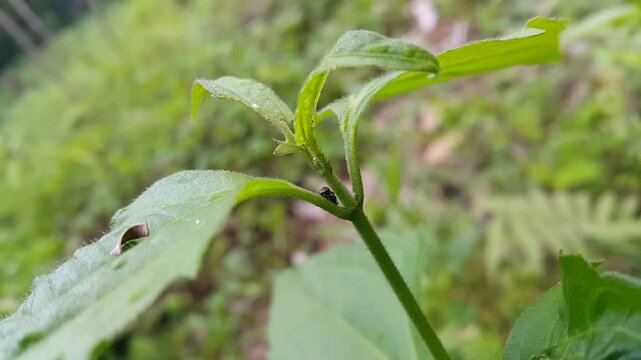 Black Locust Treehopper, Penthimia americana, Genus Erechtia, Membracidae insects, Vanduzea triguttata, Telamona reclivata, Stictocephala diceros, Publilia concava, Cyrtolobus tuberosus,