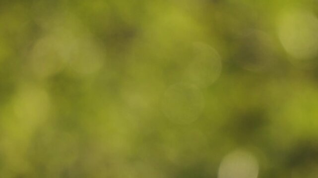 arri&egrave;re plan mouvant avec billes de bokeh vertes, les &eacute;l&eacute;ments de la nature se laissant balayer pas le rythme du vent