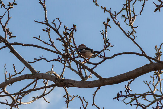 bird on a branch