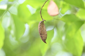 Millettia pinnata seed pod in tree. It is a species of tree in the pea family Fabaceae. Its other names  Pongamia pinnata, Indian beech and Pongame oiltree. Oil is extracted from its seeds. Ayurvedic 