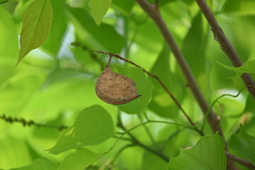 Millettia pinnata seed pod in tree. It&nbsp;is a species of tree in the pea family Fabaceae. Its other names  Pongamia&nbsp;pinnata, Indian beech&nbsp;and&nbsp;Pongame oiltree. Oil is extracted from its seeds. Ayurvedic 