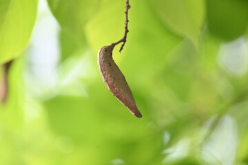 Millettia pinnata seed pod in tree. It is a species of tree in the pea family Fabaceae. Its other names  Pongamia pinnata, Indian beech and Pongame oiltree. Oil is extracted from its seeds. Ayurvedic 