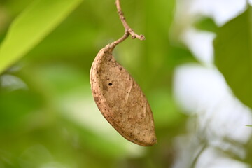 Millettia pinnata seed pod in tree. It is a species of tree in the pea family Fabaceae. Its other names  Pongamia pinnata, Indian beech and Pongame oiltree. Oil is extracted from its seeds. Ayurvedic 