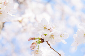 Beautiful white cherry blossoms, a springtime tradition, Someiyoshino	