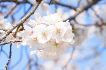 Beautiful white cherry blossoms, a springtime tradition, Someiyoshino	