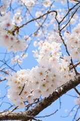 Beautiful white cherry blossoms, a springtime tradition, Someiyoshino	