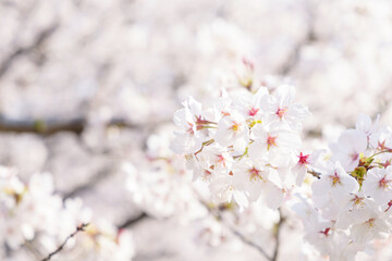 Obraz premium Beautiful white cherry blossoms, a springtime tradition, Someiyoshino 