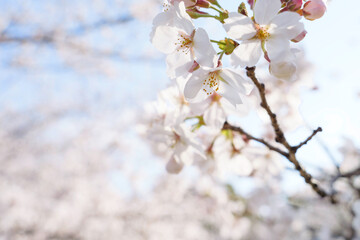 Beautiful white cherry blossoms, a springtime tradition, Someiyoshino	