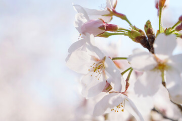 Beautiful white cherry blossoms, a springtime tradition, Someiyoshino	